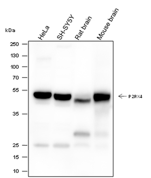 P2RX4 Recombinant Mouse Monoclonal Antibody