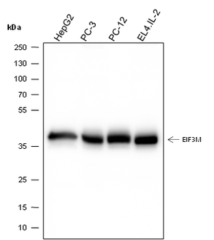 EIF3M Recombinant Mouse Monoclonal Antibody