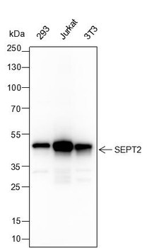 SEPT2 Recombinant Mouse Monoclonal Antibody