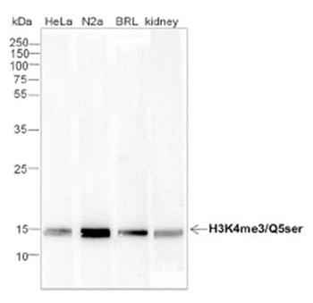 Histone H3 (tri methyl K4, serotonyl Q5) Rabbit Polyclonal Antibody