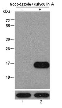 Histone H3 (tri methyl K9, phospho S10) Rabbit Polyclonal Antibody