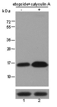 Histone H3 (tri methyl K9, phospho S10) Rabbit Polyclonal Antibody