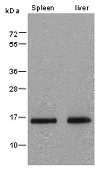Histone H3 (tri methyl K9, phospho S10) Rabbit Polyclonal Antibody