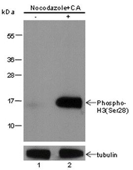 Phospho-Histone H3 (Ser28) Rabbit Polyclonal Antibody