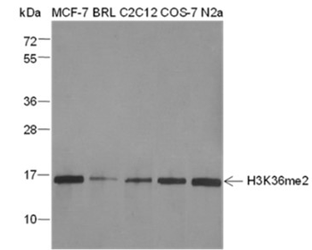 Di-Methyl-Histone H3 (Lys36) Mouse Monoclonal Antibody