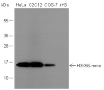 Mono-Methyl-Histone H3 (Lys56) Mouse Monoclonal Antibody