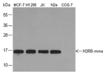 Mono-Methyl-Histone H3 (Arg8) Mouse Monoclonal Antibody
