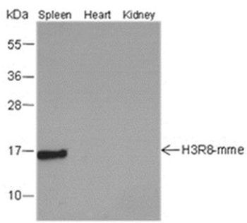 Mono-Methyl-Histone H3 (Arg8) Mouse Monoclonal Antibody