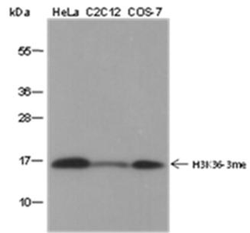 Tri-Methyl-Histone H3 (Lys36) Rabbit Polyclonal Antibody