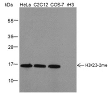 Di-Methyl-Histone H3 (Lys23) Mouse Monoclonal Antibody