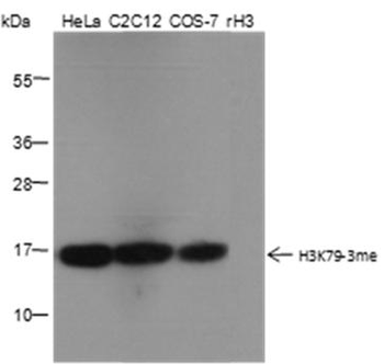 Tri-Methyl-Histone H3 (Lys79) Rabbit Polyclonal Antibody