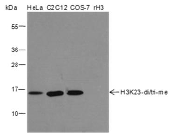 Di/Tri-Methyl-Histone H3 (Lys23) Rabbit Polyclonal Antibody