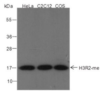 Mono-Methyl-Histone H3 (Arg2) Rabbit Polyclonal Antibody