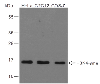 Tri-Methyl-Histone H3 (Lys4) Rabbit Polyclonal Antibody