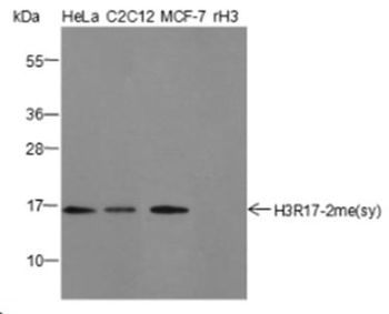 Symmetric Di-Methyl-Histone H3 (Arg17) Rabbit Polyclonal Antibody