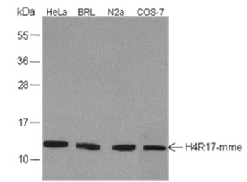 Mono-Methyl-Histone H4 (Arg17) Rabbit Polyclonal Antibody