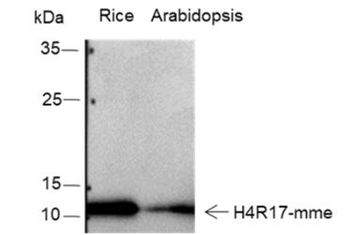 Mono-Methyl-Histone H4 (Arg17) Rabbit Polyclonal Antibody