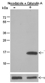 Histone H3 (tri methyl K9, phospho S10) Mouse Monoclonal Antibody