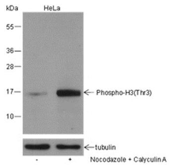Phospho-Histone H3 (Thr3) Mouse Monoclonal Antibody
