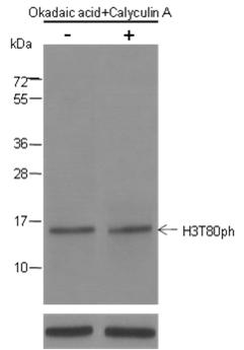 Phospho-Histone H3 (Thr80) Rabbit Polyclonal Antibody