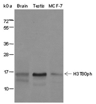 Phospho-Histone H3 (Thr80) Rabbit Polyclonal Antibody
