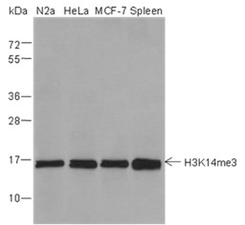 Tri-Methyl-Histone H3 (Lys14) Mouse Monoclonal Antibody