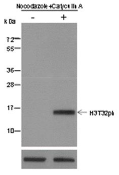 Phospho-Histone H3 (Thr32) Rabbit Polyclonal Antibody