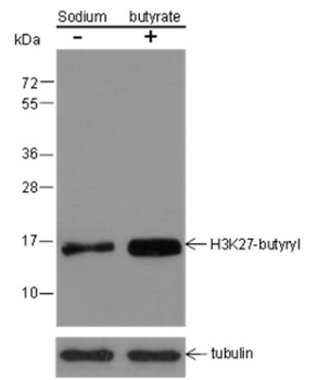 Butyryl-Histone H3 (Lys27) Mouse Monoclonal Antibody