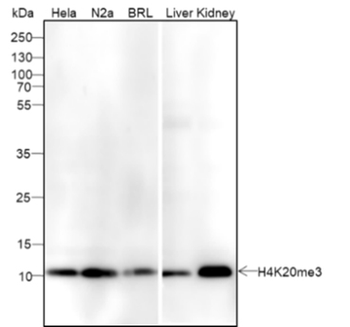 Tri-Methyl-Histone H4 (Lys20) Recombinant Mouse Monoclonal Antibody