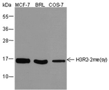 Symmetric Di-Methyl-Histone H3 (Arg2) Mouse Monoclonal Antibody