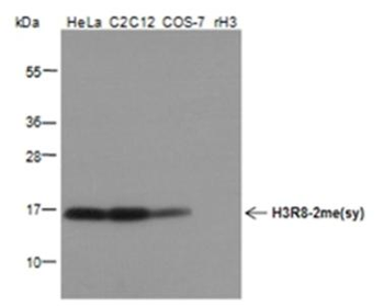 Symmetric Di-Methyl-Histone H3 (Arg8) Rabbit Polyclonal Antibody