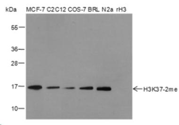 Di-Methyl-Histone H3 (Lys37) Rabbit Polyclonal Antibody