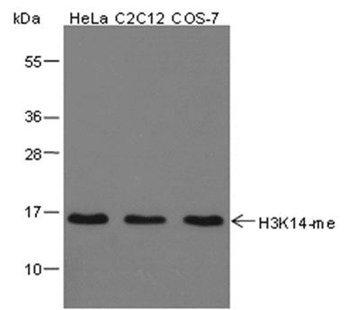 Mono-Methyl-Histone H3 (Lys14) Rabbit Polyclonal Antibody