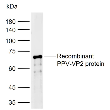 PPV VP2 Rabbit Polyclonal Antibody