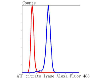 ACLY Recombinant Rabbit Monoclonal Antibody