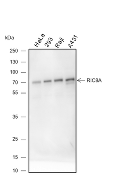 RIC8A Recombinant Mouse Monoclonal Antibody