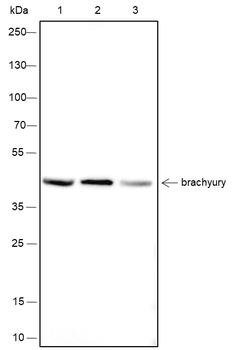 TBXT Recombinant Mouse Monoclonal Antibody