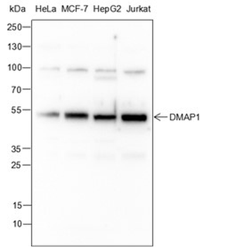 DMAP1 Recombinant Mouse Monoclonal Antibody