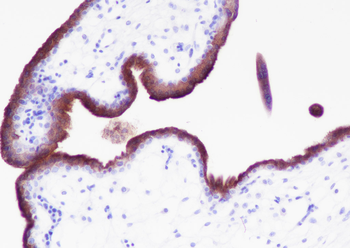 VISTA Recombinant Rabbit Monoclonal Antibody