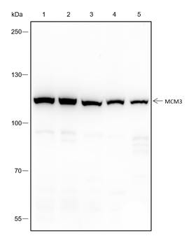 MCM3 Recombinant Rabbit Monoclonal Antibody