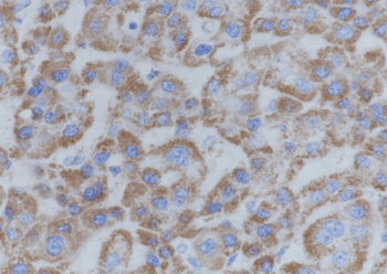 UQCRC2 Recombinant Mouse Monoclonal Antibody