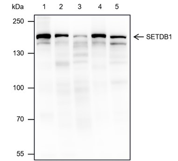 SETDB1 Recombinant Mouse Monoclonal Antibody