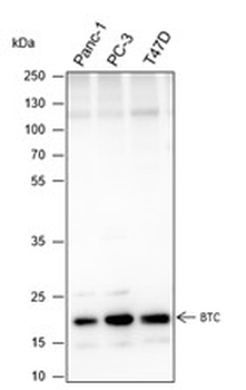 BTC Recombinant Mouse Monoclonal Antibody