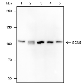 GCN5 Recombinant Mouse Monoclonal Antibody
