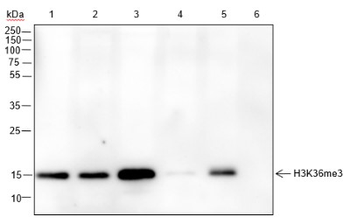 Histone H3 (Tri Methyl K36) Recombinant Rabbit Monoclonal Antibody