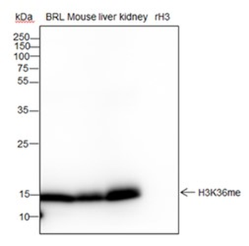 Mono-Methyl-Histone H3 (Lys36) Recombinant Rabbit Monoclonal Antibody