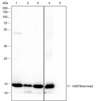 Mono/Di-Methyl-Histone H3 (Lys79) Recombinant Rabbit Monoclonal Antibody