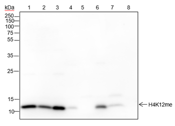 Mono-Methyl-Histone H4 (Lys12) Recombinant Rabbit Monoclonal Antibody