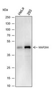MAP2K4 Recombinant Mouse Monoclonal Antibody