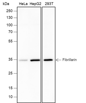 Fibrillarin Recombinant Rabbit Monoclonal Antibody
